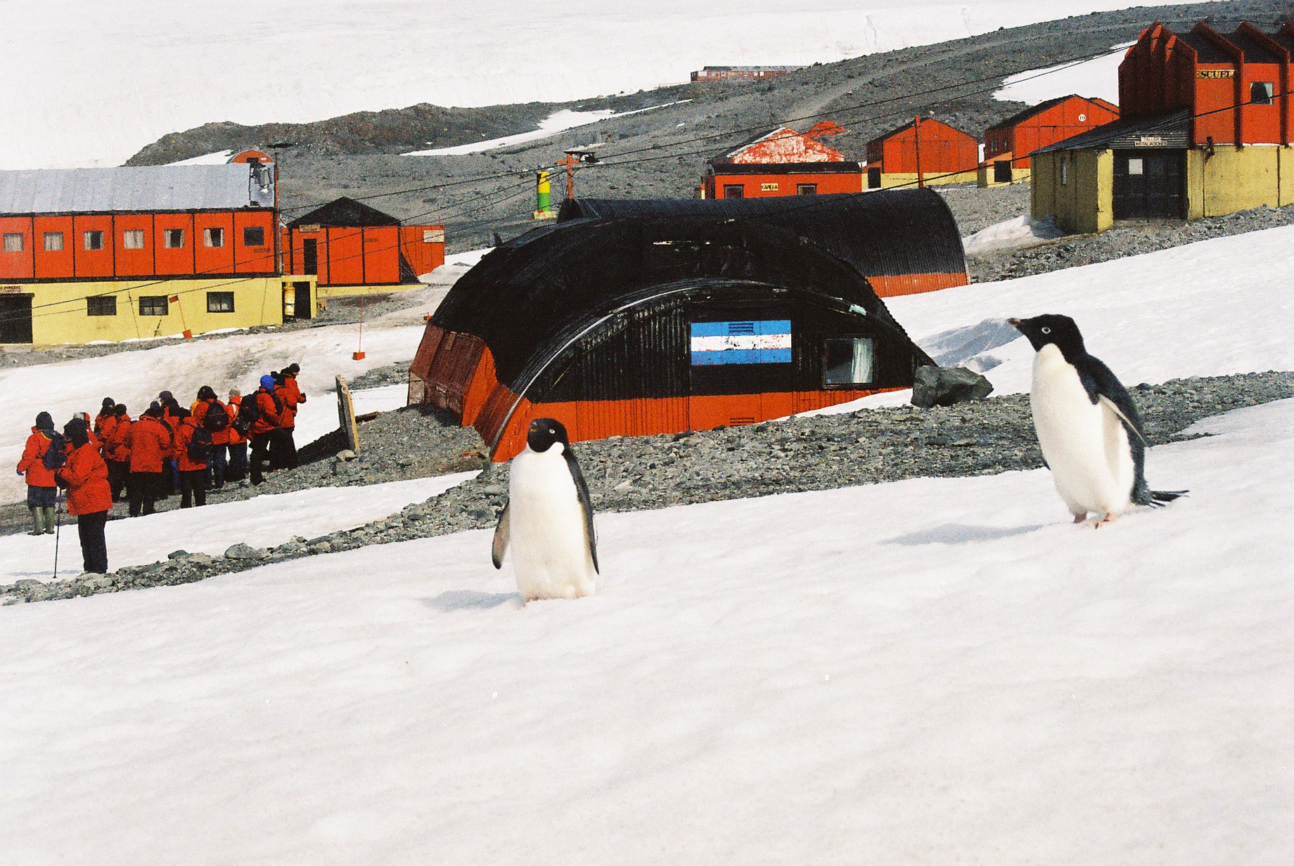 Пингвины живут на южном. Эсперанса (антарктическая станция). Станция Эсперанса в Антарктиде. Новолазаревская станция в Антарктиде. Эсперанса Антарктида.